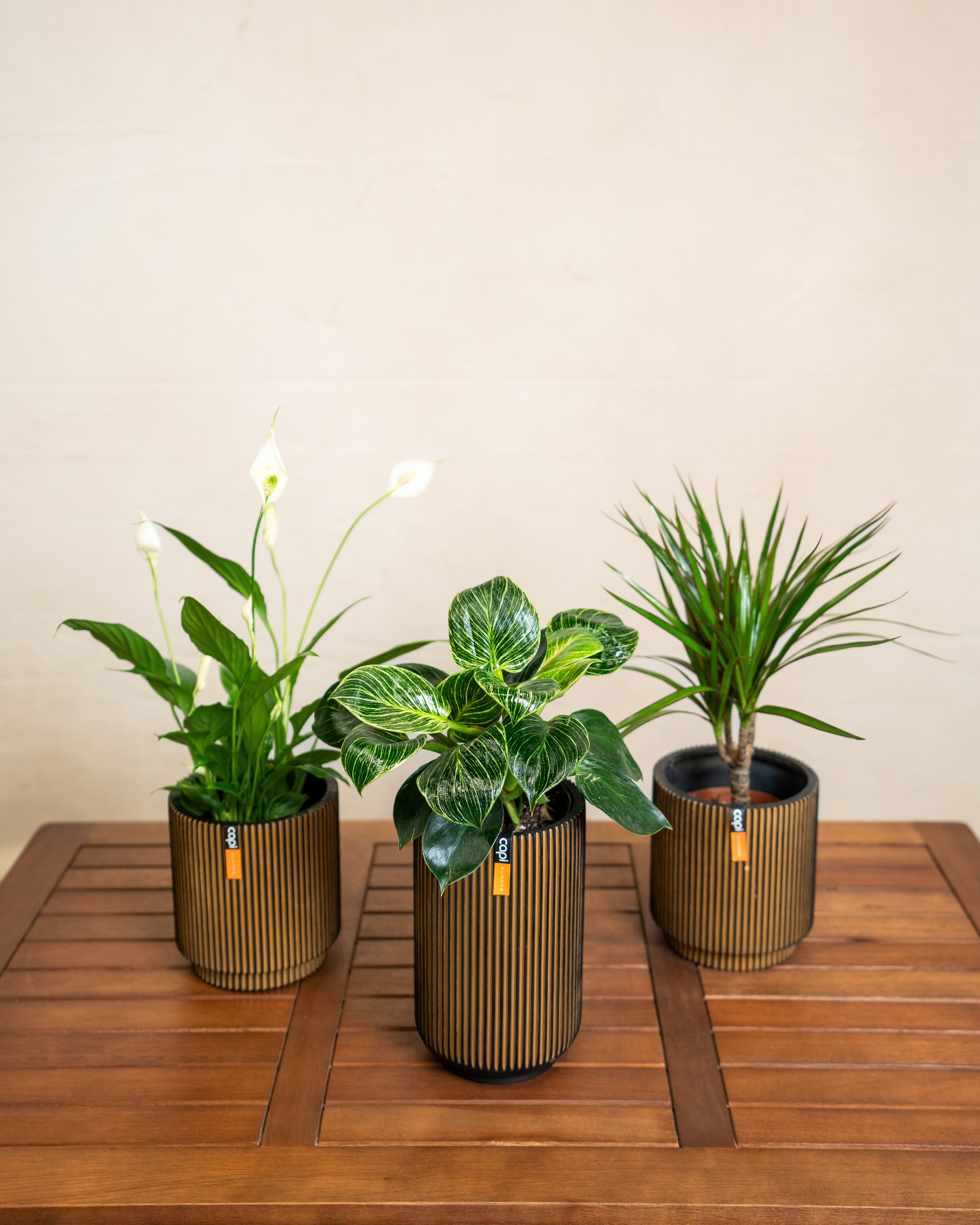 Air Purifying - Acacia Garden Center