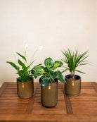 Air Purifying - Acacia Garden Center