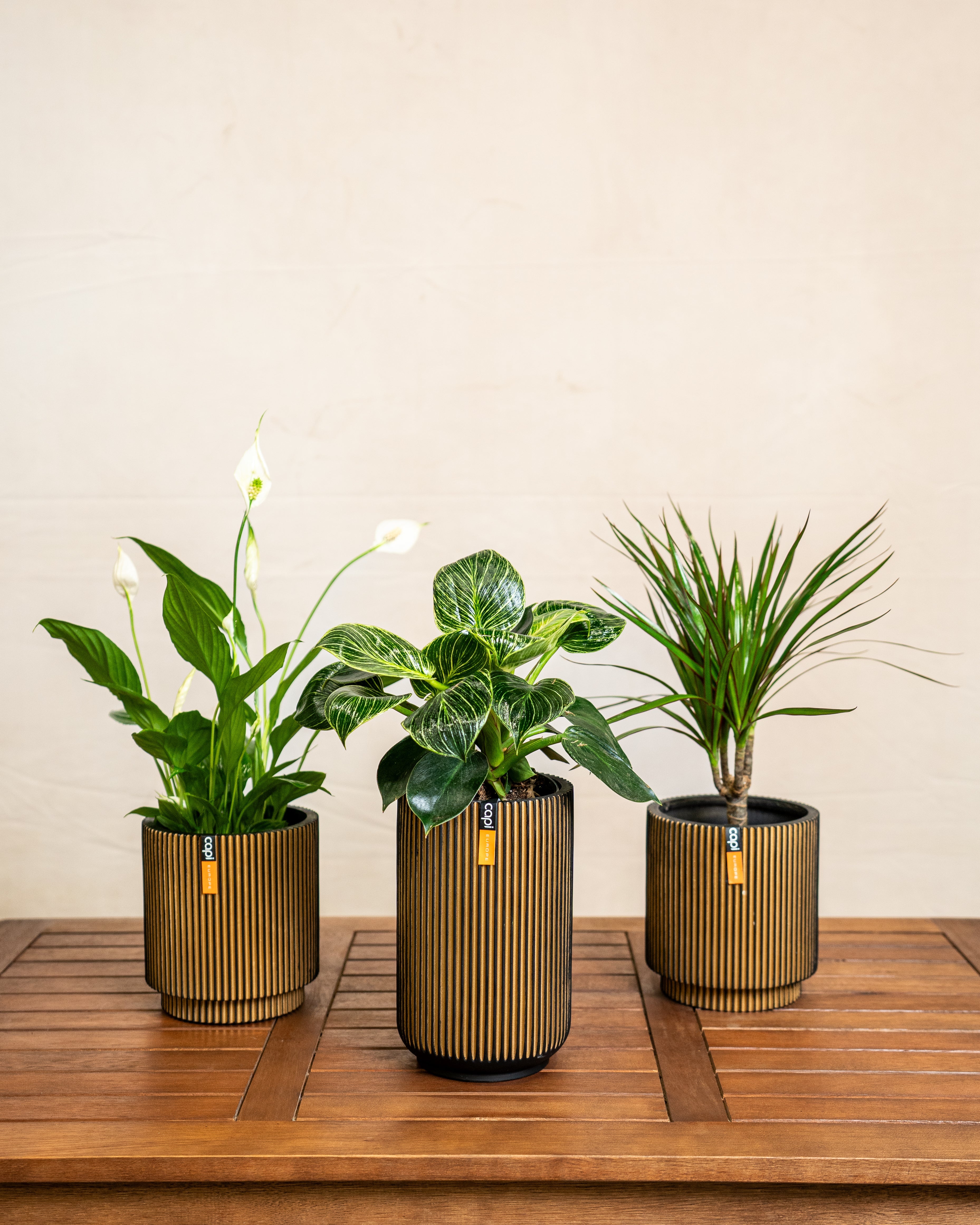 Air Purifying - Acacia Garden Center