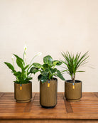 Air Purifying - Acacia Garden Center