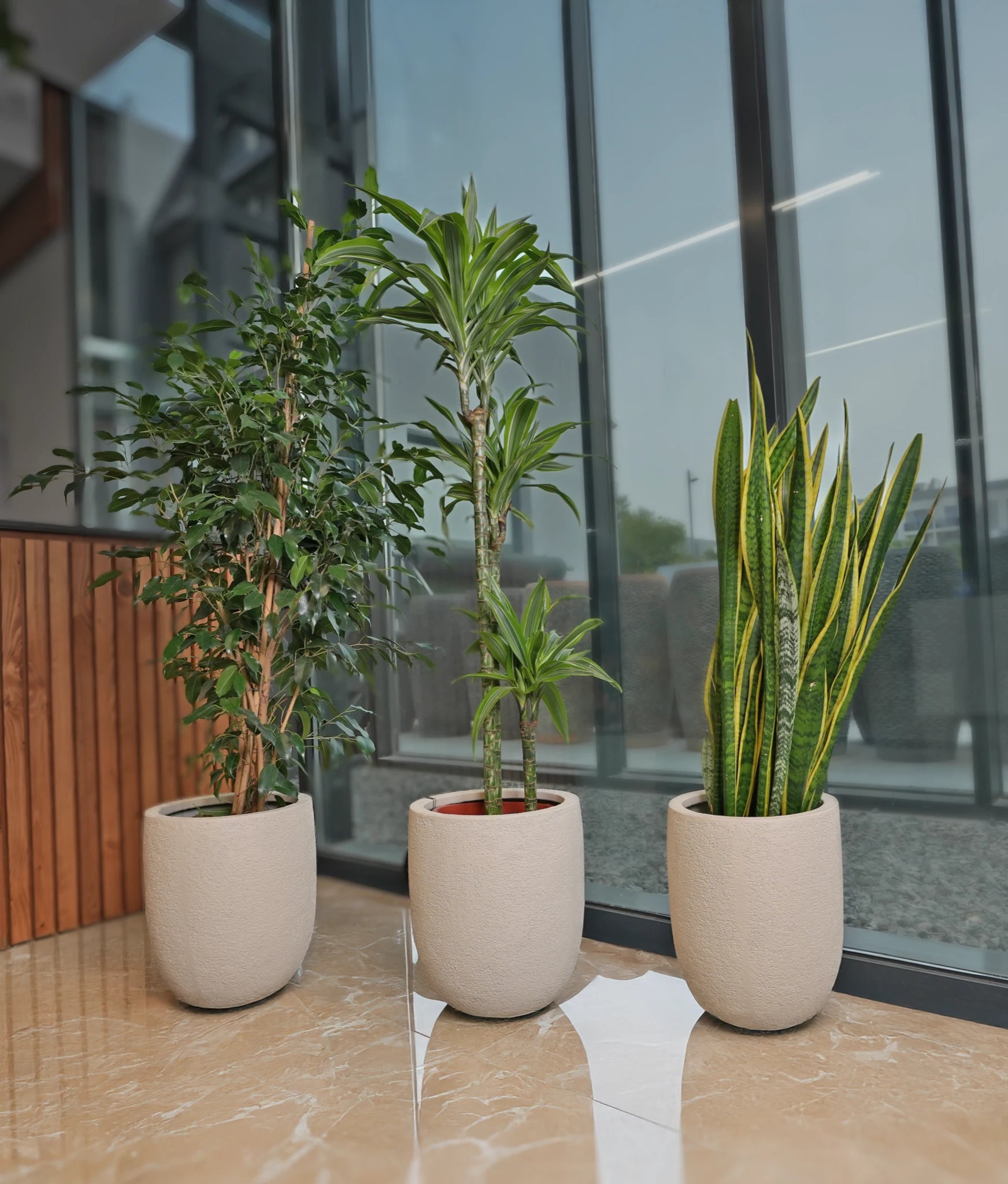 Air Purifying Bundle - Acacia Garden Center