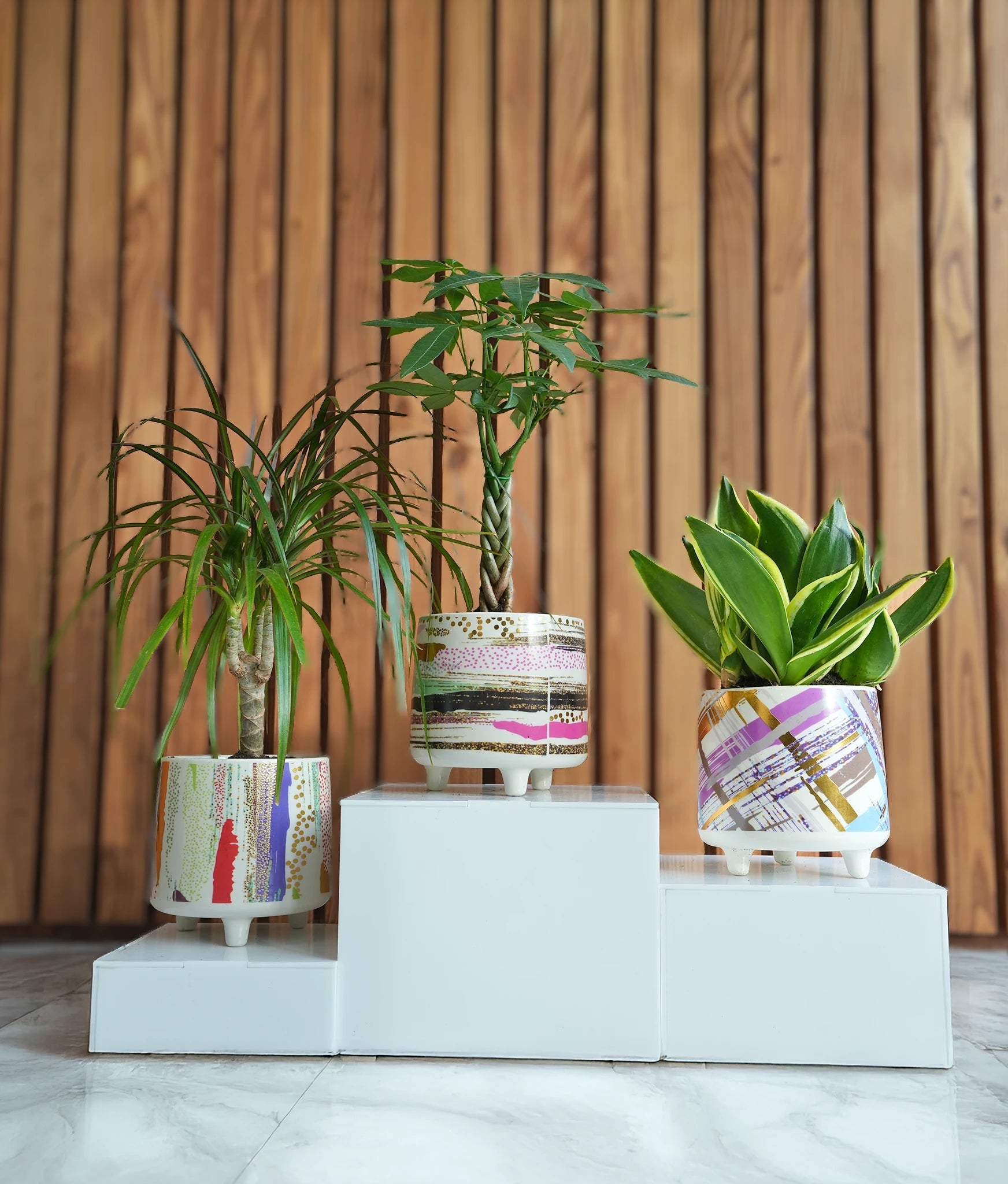 Air Purifying Mini Bundle - Acacia Garden Center