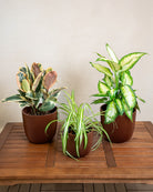 Air Purifying Set - Acacia Garden Center