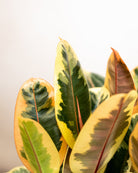 Air Purifying Set - Acacia Garden Center