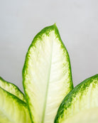 Air Purifying Set - Acacia Garden Center