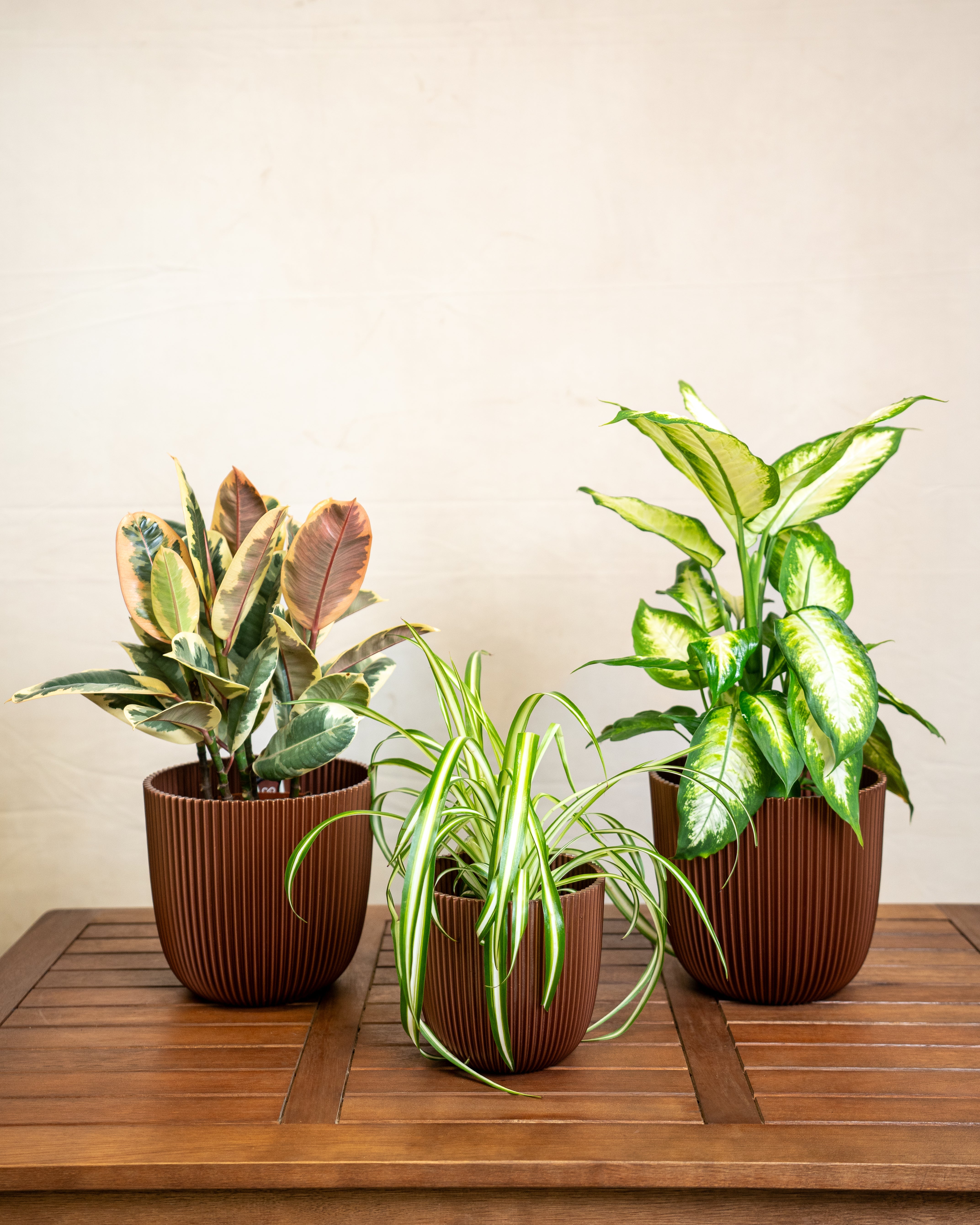Air Purifying Set - Acacia Garden Center