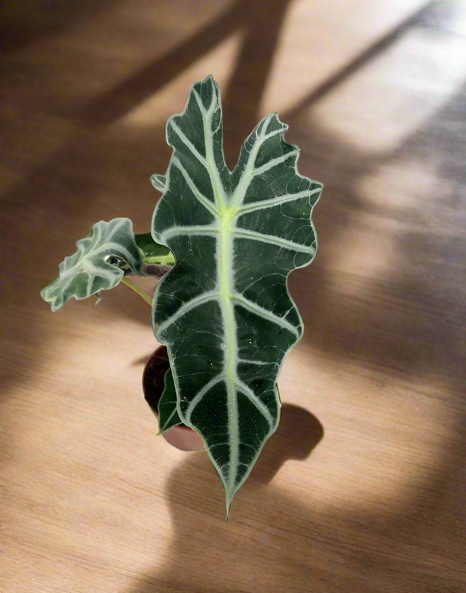 Alocasia Polly (Alocasia × amazonica) | 25–30 cm - Acacia Garden Center
