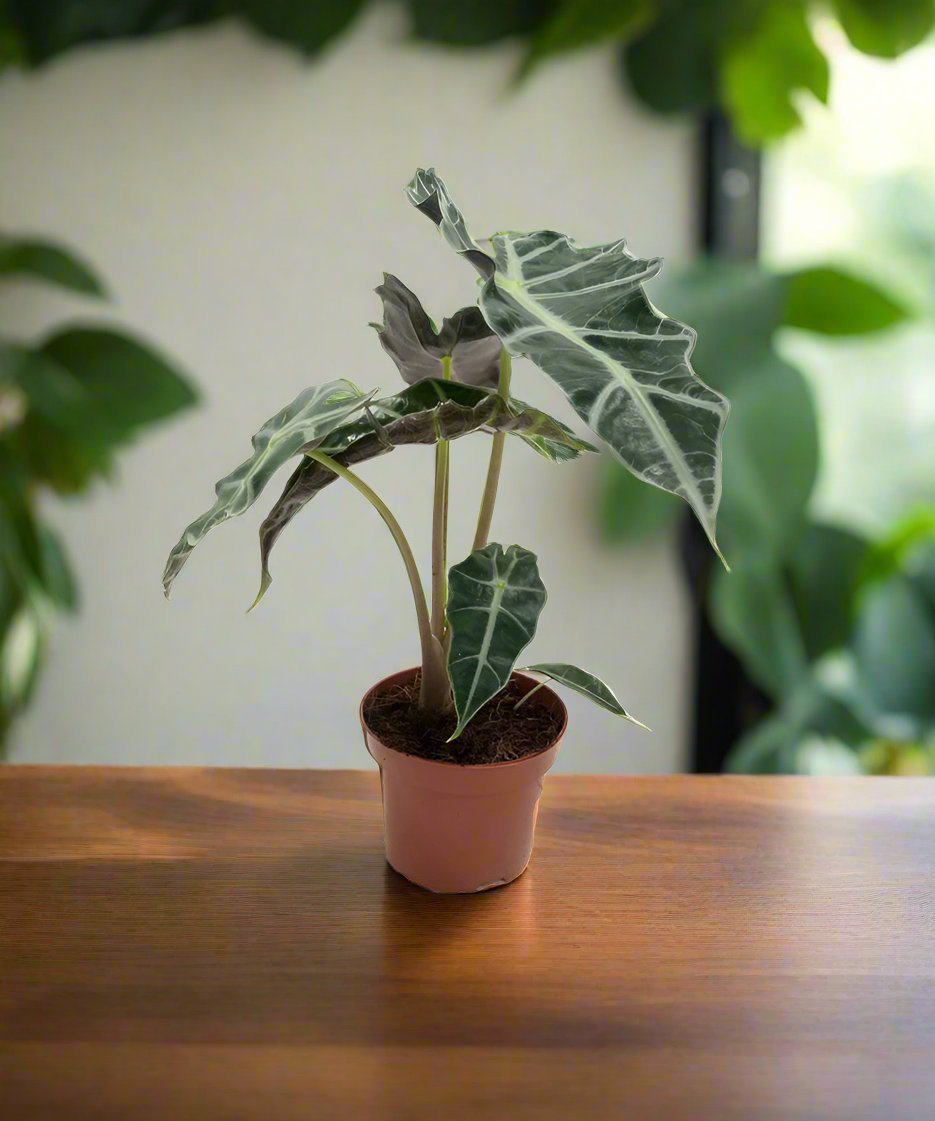 Alocasia Polly (Alocasia × amazonica) | 25–30 cm - Acacia Garden Center