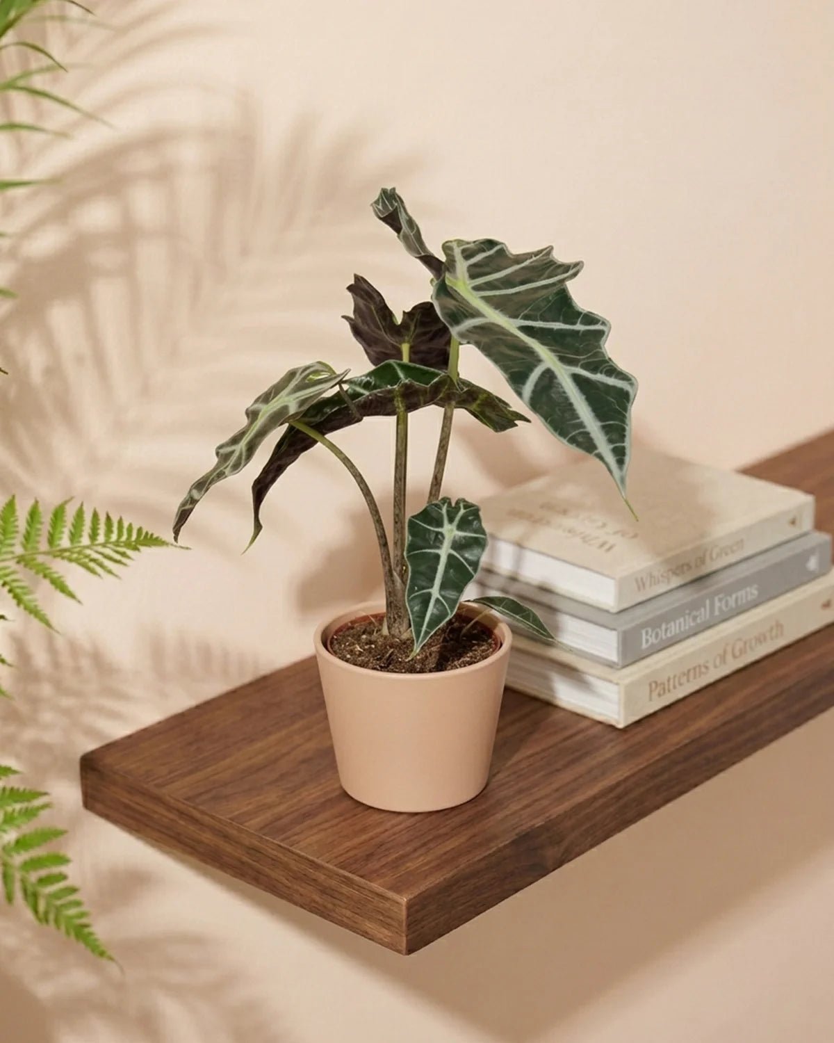 Alocasia Polly (Alocasia × amazonica) | 25–30 cm - Acacia Garden Center