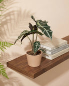 Alocasia Polly (Alocasia × amazonica) | 25–30 cm - Acacia Garden Center