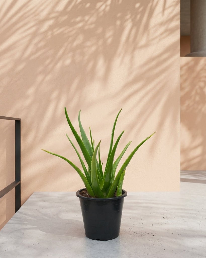 Aloe Vera (Aloe vera) | Medicinal Succulent, 50–60 cm - Acacia Garden Center