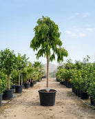 Amstel Queen Fig (Ficus binnendijkii) | 3.5–4.0 m, 18–20 cm Girth - Acacia Garden Center