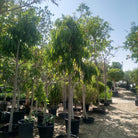 Amstel Queen Fig (Ficus binnendijkii) | 3.5–4.0 m, 18–20 cm Girth - Acacia Garden Center