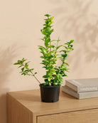 Arabian Jasmine (Jasminum sambac) | Fragrant Shrub, 10–20 cm - Acacia Garden Center