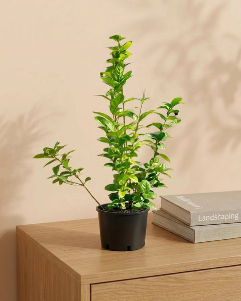الياسمين العربي (Jasminum sambac) | شجيرة عطرة، 10–20 سم