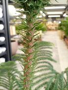 Araucaria Heterophylla (Norfolk island pine) | 1.0 - 1.5m - Acacia Garden Center