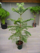 Araucaria Heterophylla (Norfolk island pine) | 1.0 - 1.5m - Acacia Garden Center