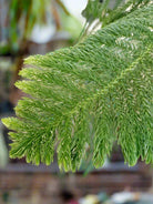 Araucaria Heterophylla (Norfolk island pine) | 1.0 - 1.5m - Acacia Garden Center