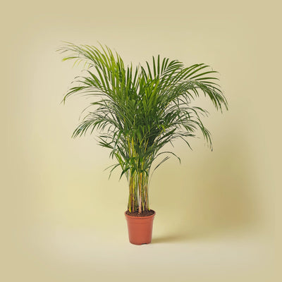 Areca Palm (Chrysalidocarpus/Dypsis lutescens) | 1.5 - 2.0 m - Acacia Garden Center