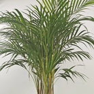 Areca Palm (Chrysalidocarpus/Dypsis lutescens) | 90 - 100 cm - Acacia Garden Center