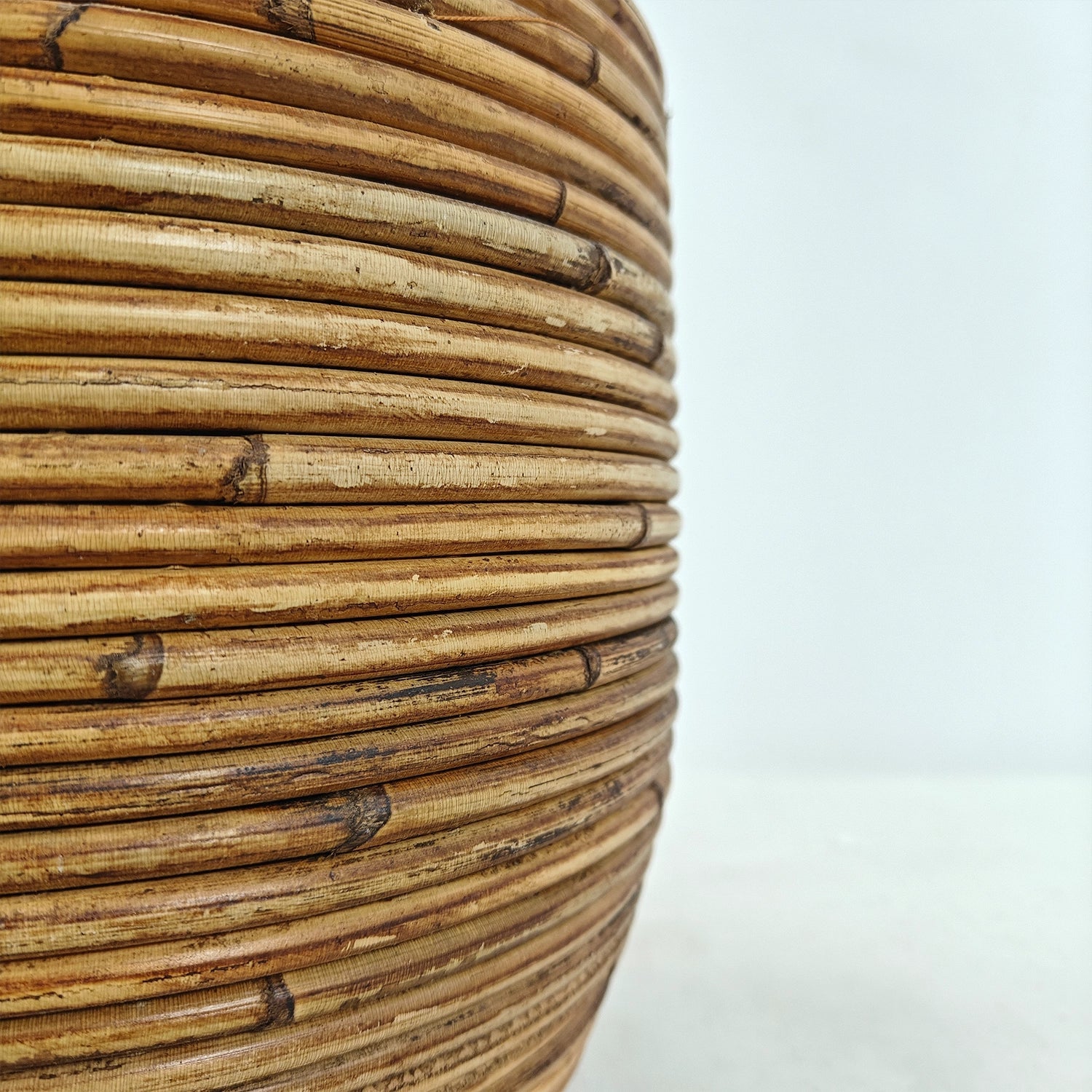 Areca Palm (Chrysalidocarpus/Dypsis lutescens) | 90 - 100 cm - Acacia Garden Center