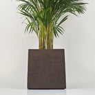 Areca Palm (Chrysalidocarpus/Dypsis lutescens) | 90 - 100 cm - Acacia Garden Center