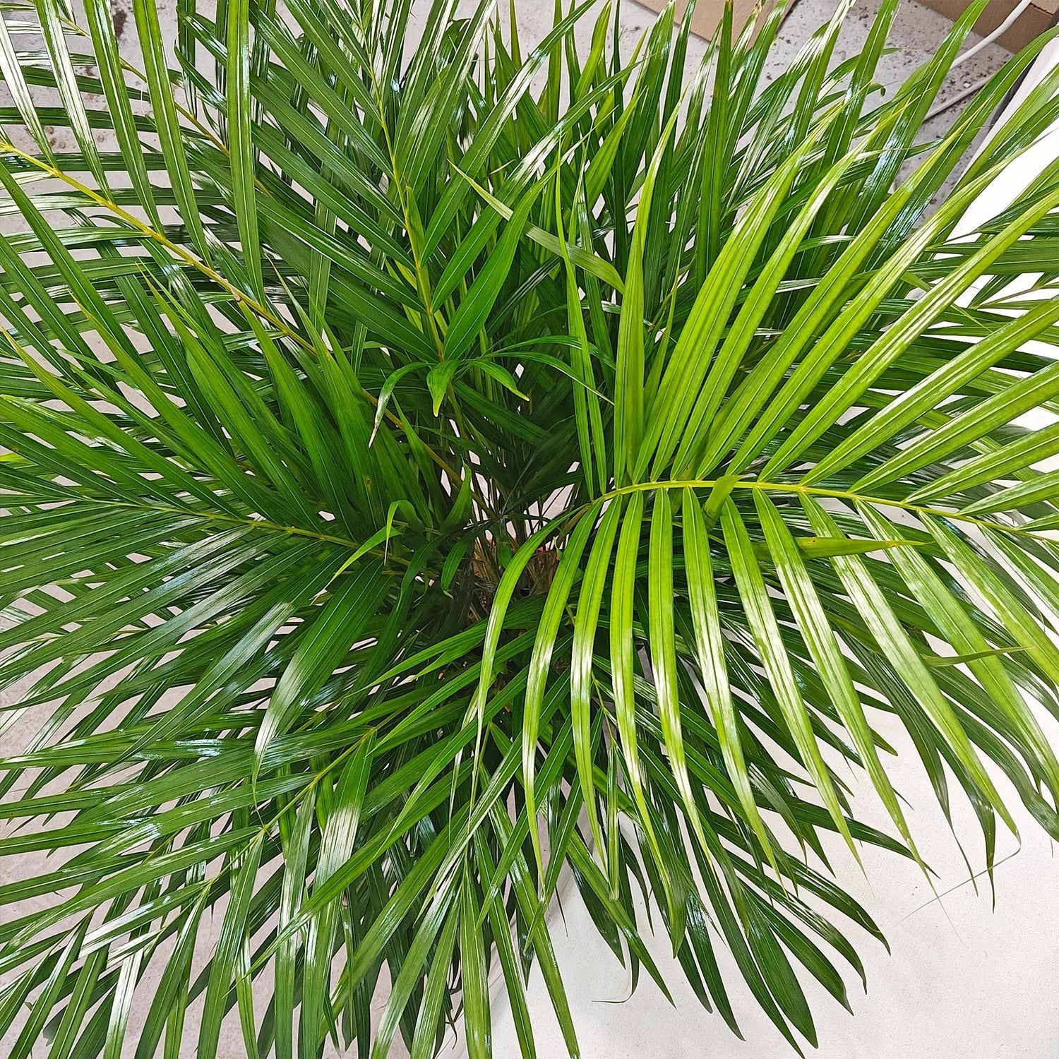 Areca Palm (Chrysalidocarpus/Dypsis lutescens) | 90 - 100 cm - Acacia Garden Center