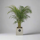 Areca Palm (Chrysalidocarpus/Dypsis lutescens) | 90 - 100 cm - Acacia Garden Center