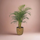 Areca Palm (Chrysalidocarpus/Dypsis lutescens) | 90 - 100 cm - Acacia Garden Center