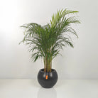 Areca Palm (Chrysalidocarpus/Dypsis lutescens) | 90 - 100 cm - Acacia Garden Center