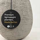 Areca Palm (Chrysalidocarpus/Dypsis lutescens) | 90 - 100 cm - Acacia Garden Center