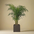 Areca Palm (Chrysalidocarpus/Dypsis lutescens) | 90 - 100 cm - Acacia Garden Center
