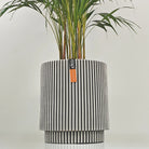 Areca Palm (Chrysalidocarpus/Dypsis lutescens) | 90 - 100 cm - Acacia Garden Center