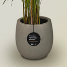 Areca Palm (Chrysalidocarpus/Dypsis lutescens) | 90 - 100 cm - Acacia Garden Center