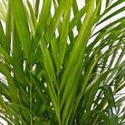Areca Palm (Chrysalidocarpus/Dypsis lutescens) | 90 - 100 cm - Acacia Garden Center