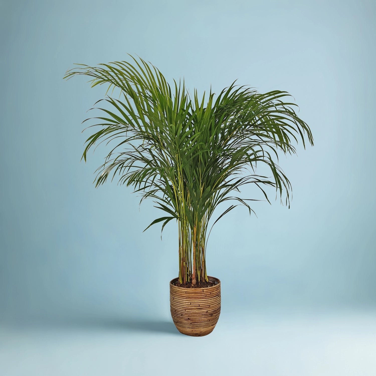 Areca Palm (Chrysalidocarpus/Dypsis lutescens) | 90 - 100 cm - Acacia Garden Center