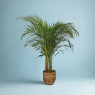Areca Palm (Chrysalidocarpus/Dypsis lutescens) | 90 - 100 cm - Acacia Garden Center
