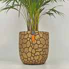 Areca Palm (Chrysalidocarpus/Dypsis lutescens) | 90 - 100 cm - Acacia Garden Center