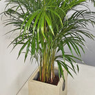 Areca Palm (Chrysalidocarpus/Dypsis lutescens) | 90 - 100 cm - Acacia Garden Center