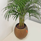Areca Palm (Chrysalidocarpus/Dypsis lutescens) | 90 - 100 cm - Acacia Garden Center