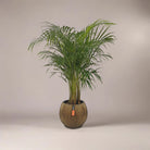Areca Palm (Chrysalidocarpus/Dypsis lutescens) | 90 - 100 cm - Acacia Garden Center