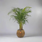 Areca Palm (Chrysalidocarpus/Dypsis lutescens) | 90 - 100 cm - Acacia Garden Center