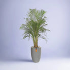 Areca Palm (Chrysalidocarpus/Dypsis lutescens) | 90 - 100 cm - Acacia Garden Center