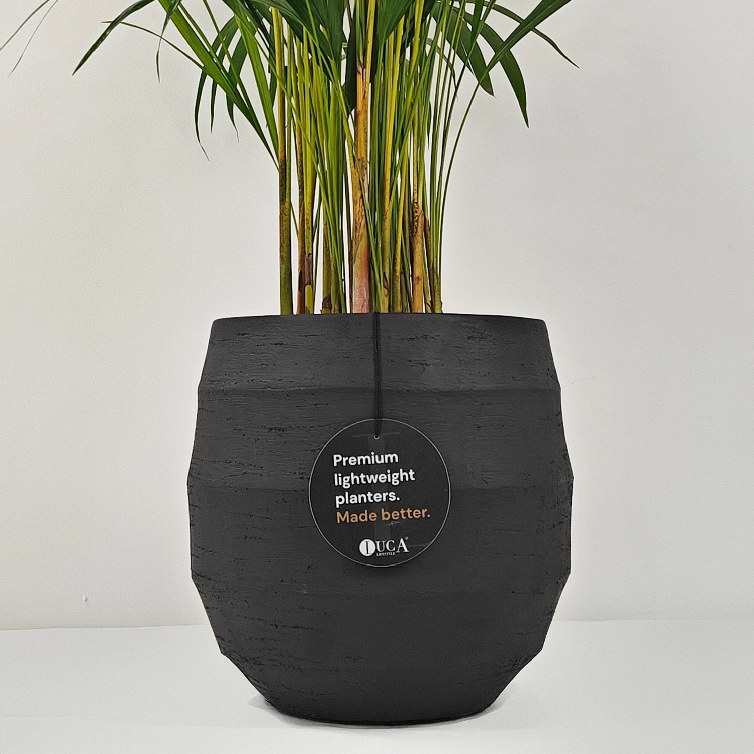 Areca Palm (Chrysalidocarpus/Dypsis lutescens) | 90 - 100 cm - Acacia Garden Center