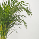 Areca Palm (Chrysalidocarpus/Dypsis lutescens) | 90 - 100 cm - Acacia Garden Center