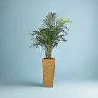 Areca Palm (Chrysalidocarpus/Dypsis lutescens) | 90 - 100 cm - Acacia Garden Center