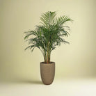 Areca Palm (Chrysalidocarpus/Dypsis lutescens) | 90 - 100 cm - Acacia Garden Center