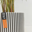 Areca Palm (Chrysalidocarpus/Dypsis lutescens) | 90 - 100 cm - Acacia Garden Center