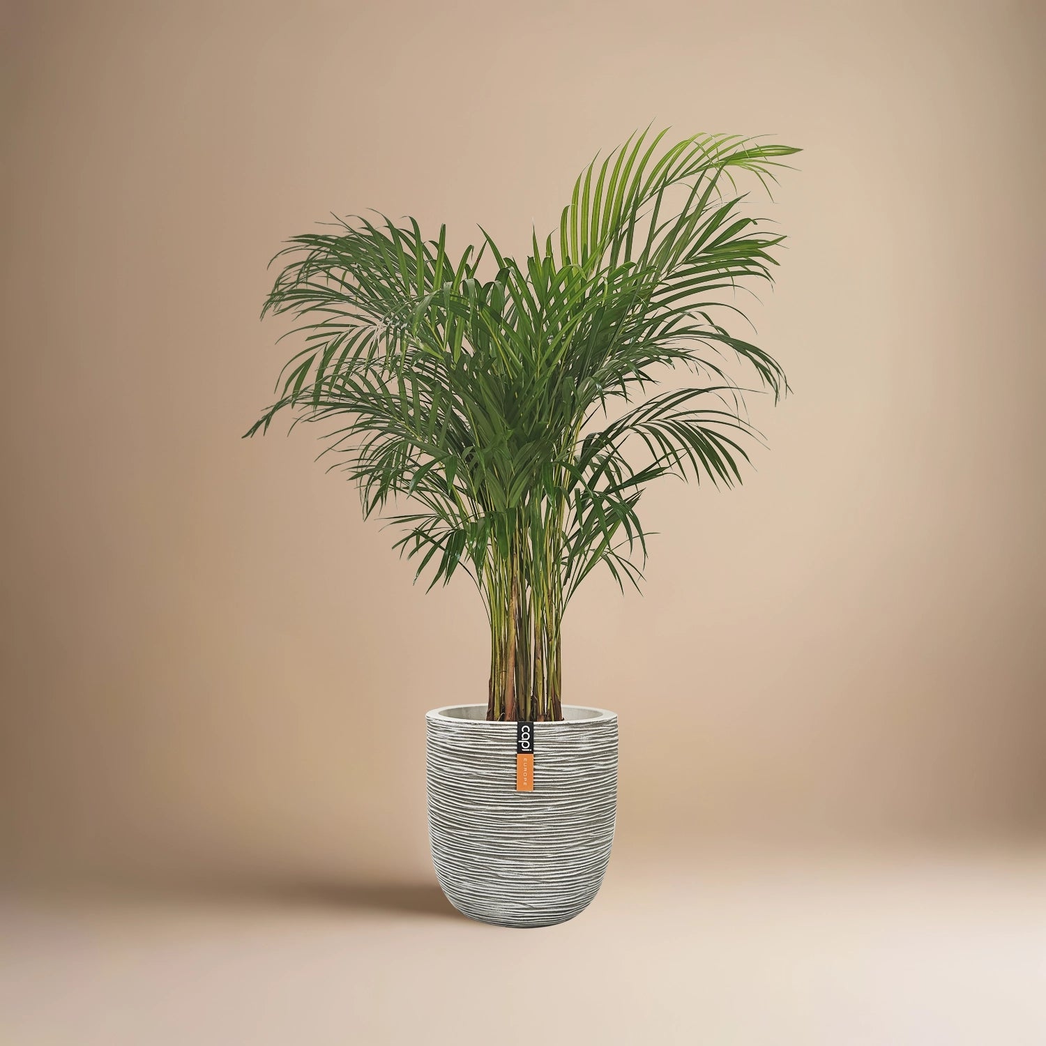 Areca Palm (Chrysalidocarpus/Dypsis lutescens) | 90 - 100 cm - Acacia Garden Center