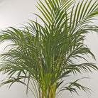 Areca Palm (Chrysalidocarpus/Dypsis lutescens) | 90 - 100 cm - Acacia Garden Center